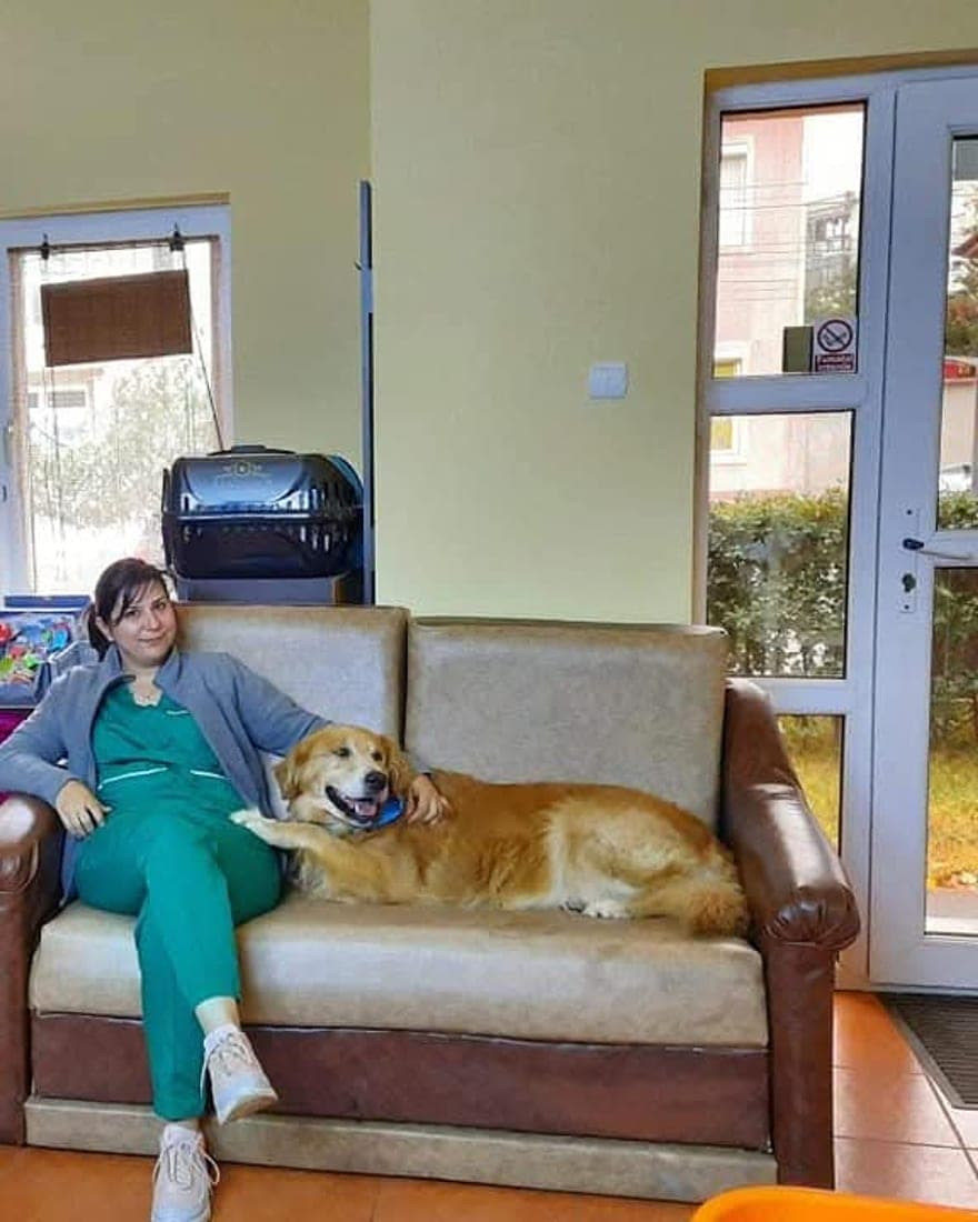 Un golden retriever întins liniștit pe canapeaua din zona de așteptare a cabinetului