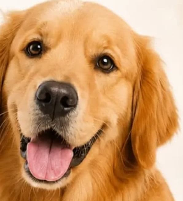 Portretul unui golden retriever care privește relaxat spre cameră